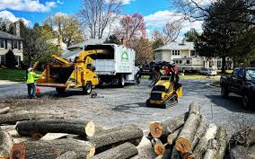 Trusted Savannah, GA Tree Services Experts