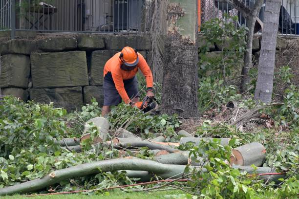 How Our Tree Care Process Works  in  Savannah, GA